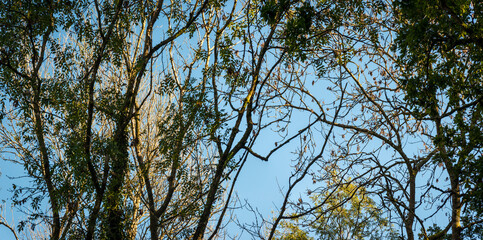 Panorama of soft backlit view as afternoon sun shines through branches and trunks