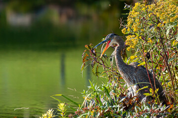 Close up image of a great blue heron (Ardea herodias) with its mouth open wide, hiding among the reeds. Image also shows the wetland swamp with tall grass like plants.