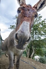 Portrait of donkey in the foreground