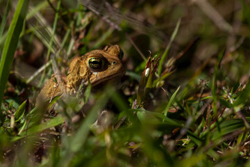 image of an Eastern American toad (anaxyrus americanus americanus) a native amphibian found in eastern USA and Canada. This brown warty toad is seen on concrete ground.