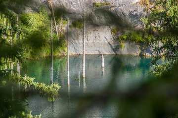 Dried trunks of Picea schrenkiana pointing out of turquoise water in Kaindy lake, Kazakhstan, Central Asia. Distant view through the trees.