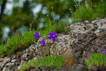 Campanula (Bellflower) close up in natural habitat