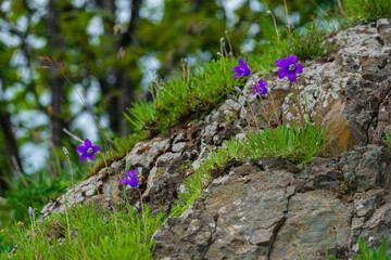 Campanula (Bellflower) close up in natural habitat
