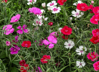 red and white flowers