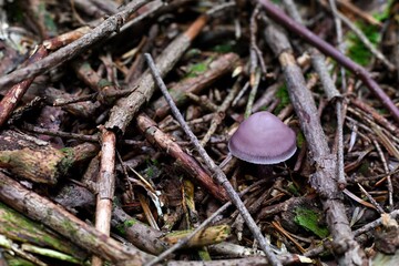 Młoda, pięknie wybarwiona grzybówka różowa (Mycena cf. rosea)