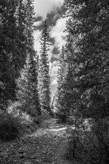 Mountain pathway between spruce trees. Landscape shot taken in Kazakhstan. Monochrome image.