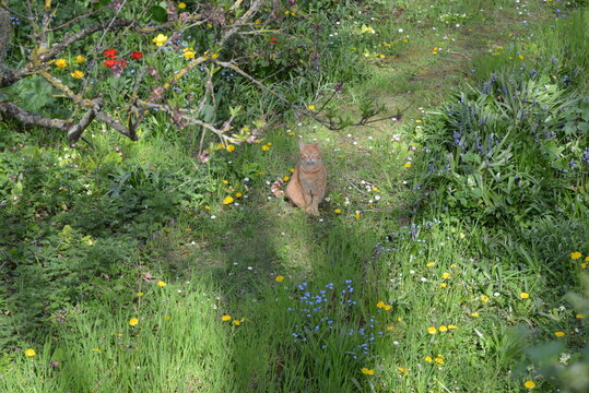 chat dans le jardin des merveilles
