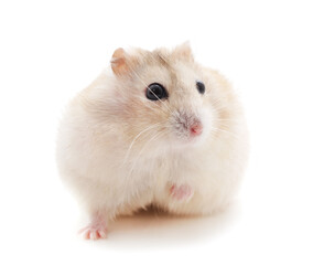 Little onel hamster.