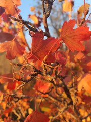 Autumn foliage on tree branches against the blue sky on a sunny day