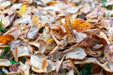 fallen yellow leaves on the green grass. the view from the top.