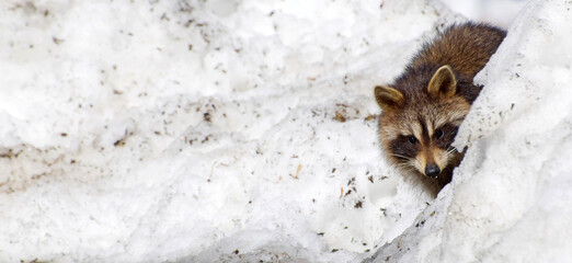 Cute young raccoon peeking out from behind a snowbank.