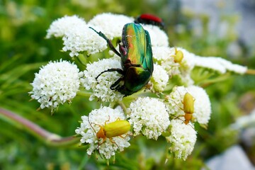 Mini world on mountains: Multicolored beetles (rose chafer, sulphur beetle) drinking nectar of Apiaceae family flower. 