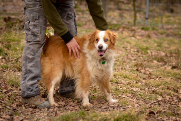 Naklejka na ściany i meble Cute blind happy mix breed dog in autumn park getting pet by woman