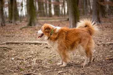 Obraz na płótnie Canvas Cute blind happy mix breed dog in autumn park