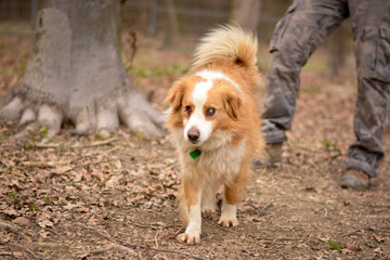 Cute blind happy mix breed dog in autumn park