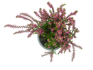 Calluna vulgaris flower on white background top view