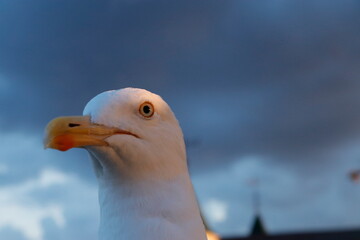 Möwe Auge in Auge