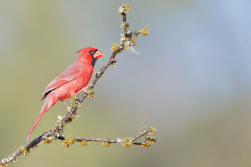 Northern Cardinal (Cardinalis cardinalis) male on branch, South Texas, USA