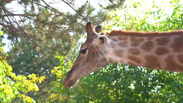 Belogorsk / Crimea - 20 Sep 2020: Giraffe in the enclosure takes food from zoo visitors, chews and looks at the camera