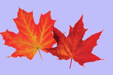 Close up view of gorgeous red maple leaves isolated on blue background. Autumn concept. 