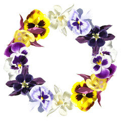 Beautiful circle of pansies and Aquilegia. Isolated