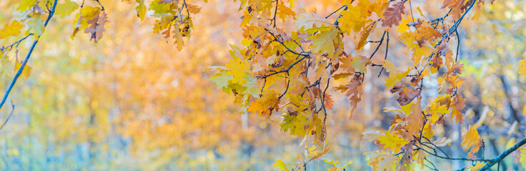 Fototapeta na wymiar Colorful autumn leaves on a soft background on a sunny day