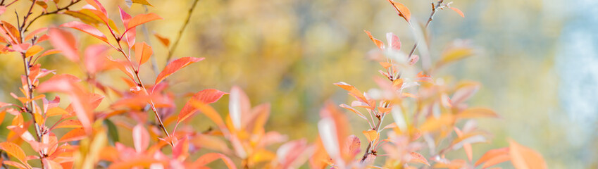 Beautiful panoramic autumn scenery with colorful leaves and bokeh background