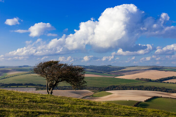 Lone stunted windswept tree on Kingston ridge south downs near Lewes east Sussex south east England © SuxxesPhoto