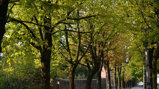 Viale alberato in autunno