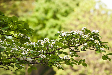 花みずき