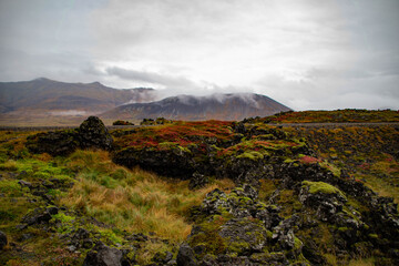 Campo de Lava y Musgo; Islandia