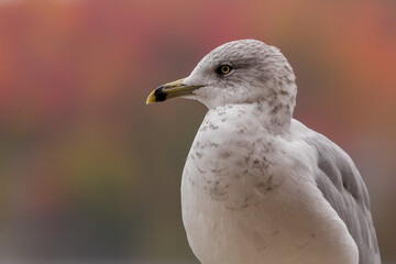 Gull in fall foliage