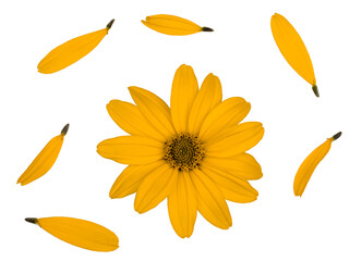 Heliopsis flower isolated on white background