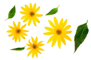 Flowers of Jerusalem artichoke isolated on white, flat lay, top view