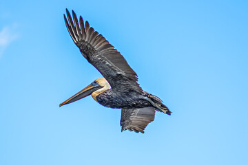 LOUISIANA BROWN PELICAN