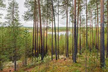 Obraz premium View from the hill to the lakes through the pine trees, northern Russia. Cloudy autumn weather