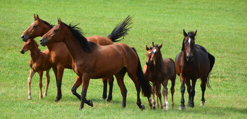 Mares and foals  in field in fall season in Eastern township, Quebec, Canada