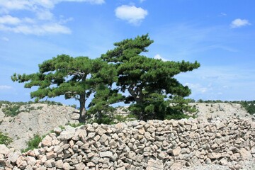 Fototapeta premium lovely tree above the Zavratnica bay, Jablanac, Croatia