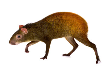 Mexican agouti (Dasyprocta mexicana)