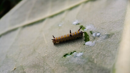 small Caterpillar