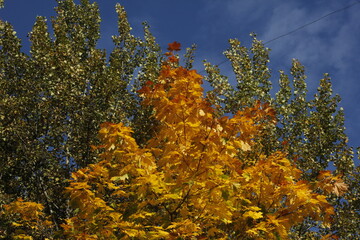 Fototapeta premium autumn in the forest