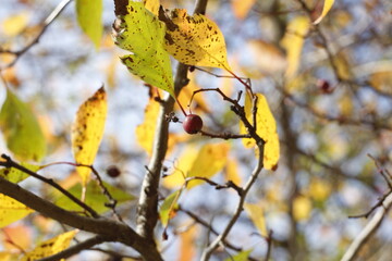 autumn leaves in the forest