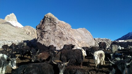 Fototapeta na wymiar Yaks gathered near a huge stone. They are being kept here at night to collect milk for production of dairy products. Shimshal Hunza Pakistan