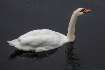 Closeup of a lonely mute swan swimming in the pond