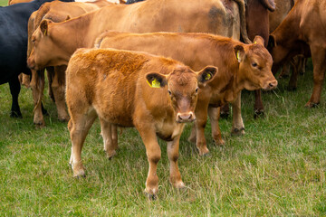 A brown cattle herd on grassland, group of cows and calfs roaming on the field, young cows and their moms, free range cattle being curious and looking at the camera © Gosia