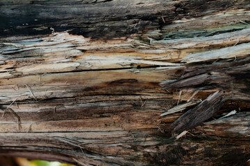 old tree texture close up, nature template background
