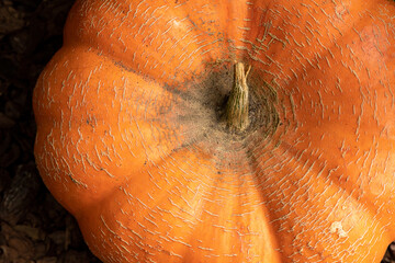 A textured pumpkin