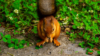 squirrel in the forest