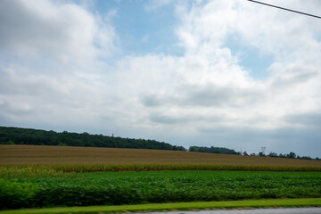Looking Out the Car at A Huge Field Full of Fresh Crops Flying By