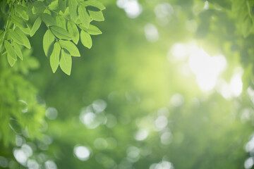 Closeup nature view of green leaf on blurred greenery background with copy space using as...